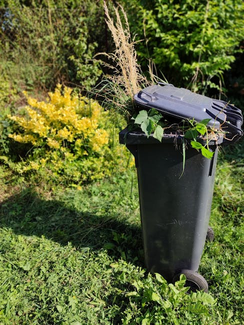 A black plastic wheeled rubbish bin positioned outdoors on a grassy surface, filled with discarded garden waste such as dried grass, leafy branches, and plant debris. The bin's lid is closed but slightly tilted, with some greenery spilling over the edges. Surrounding the bin are lush green plants and shrubs, including a vibrant yellow-green bush on the left and dense foliage in the background. The scene is naturally lit, with sunlight casting shadows on the grass and illuminating the garden waste, emphasizing the textures of the dried grass and leafy stems. This setup reflects a typical garden waste collection scene, where private disposal through a wheeled bin is an alternative to council or municipal rubbish collection, supporting garden cleanup activities. The environmental context hints at an area ready for waste removal services, such as those offered by Rubbish Removal Croydon, for efficient on-site clearance of garden refuse while maintaining a neat outdoor space.